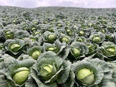  Intervención del Gobierno solicitada por agricultores de Constanza