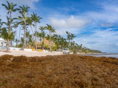  Sargazo: el Caribe enfrenta una nueva normalidad en 2026